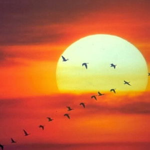 Siti Kamaliah profile icon