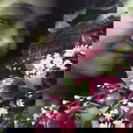 Lorena Paculba Laurie profile icon