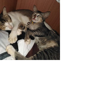 ชิดหทัย profile icon