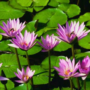 Nisa Yusuf Amar profile icon