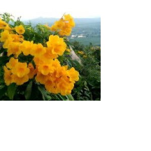 lookpla1234 profile icon