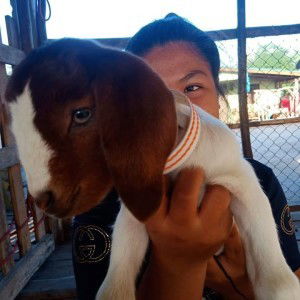 Nuntawan Srasrisom profile icon