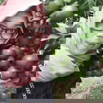 Rara Widosari profile icon