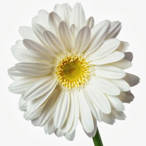 Siti Farah profile icon