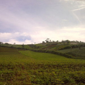 nia sani profile icon