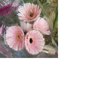 Regina Chin profile icon