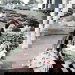 Wichai Aupapahk profile icon