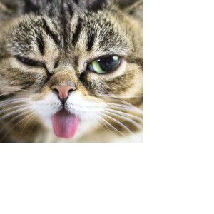 ปลาทอง profile icon