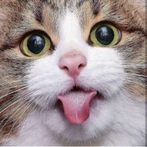 wideewi14 profile icon