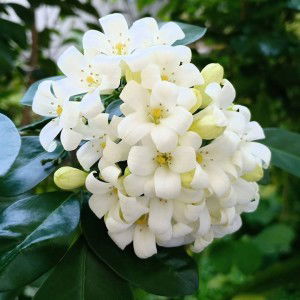 Jirapon Ph profile icon