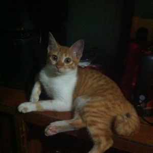 Juliebeth Collado profile icon