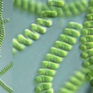 Riadlun Ni'mah profile icon