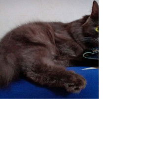 Suhaili binti Mokhtar profile icon