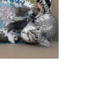 devi windiawati profile icon