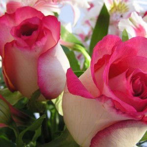 Nor Hidayah Bt Mohd profile icon