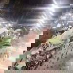 Annisaul Mafi profile icon