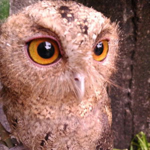 amaltha 18 profile icon