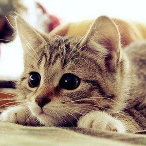 Eira Amir profile icon