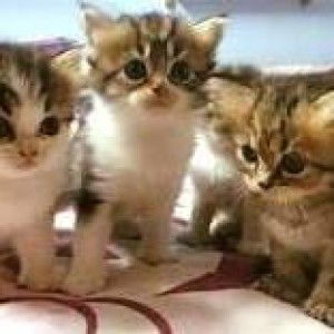 Hanum Syafiqah profile icon