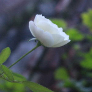 Anis S Lestari profile icon