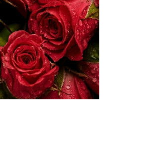 Enny Rahayu profile icon