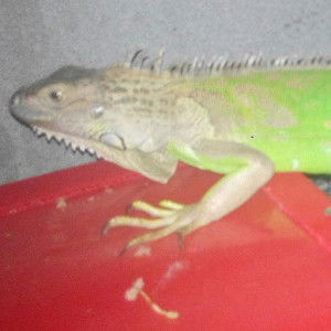 isti latifah profile icon