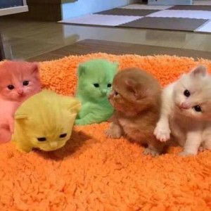 Niwanda Muslimah Tangguh Sulawesi profile icon