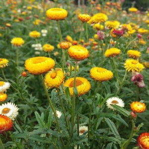 Nooknick Nick profile icon