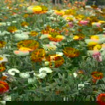 Nooknick Nick profile icon