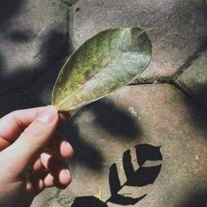 Trương Thị Như Hồng profile icon