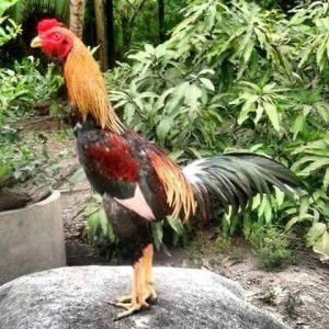 ไก่ต่อ อุทัยธานี profile icon