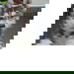 Yen Plazo profile icon