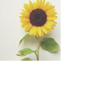 Bunda Aenur profile icon