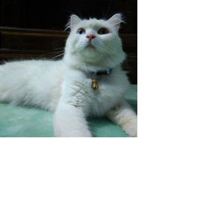 Jon Tor profile icon