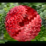 Oluwatobiloba Omisope profile icon