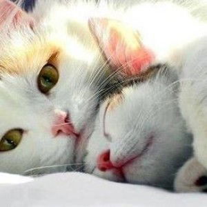 Faiza Chinade profile icon