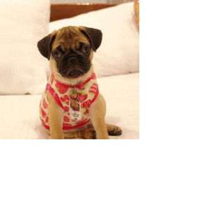 Tidaluck profile icon