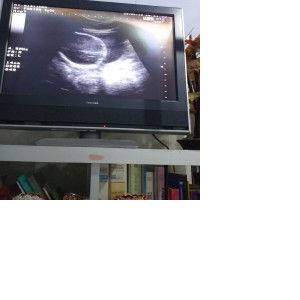 Ristiana Wulandari profile icon