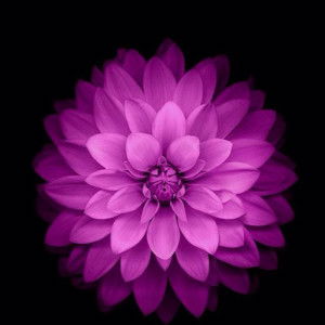 Rulia Ninta profile icon