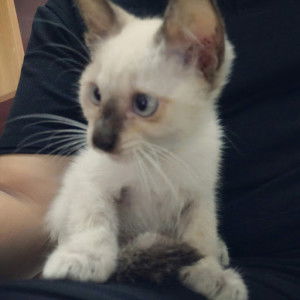 Kesmanee Munnaray profile icon