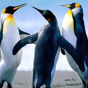 Fafatiti profile icon