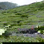 Fatin Najwa profile icon