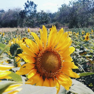 Renitta Fajar profile icon