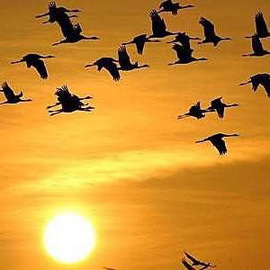 Lên Nguyễn profile icon