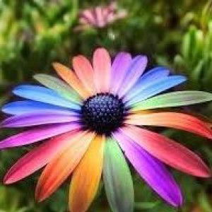 Sherin Sharina profile icon