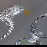 Nata Noto Ati profile icon