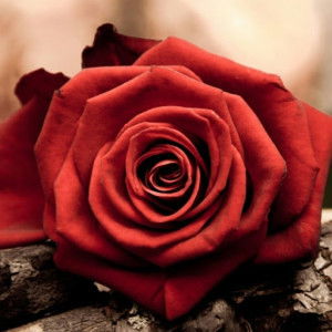 Sa'idah Junaidi profile icon