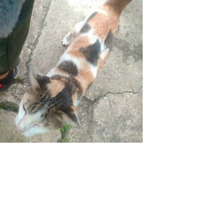 Rattanapailin Sangpanta profile icon