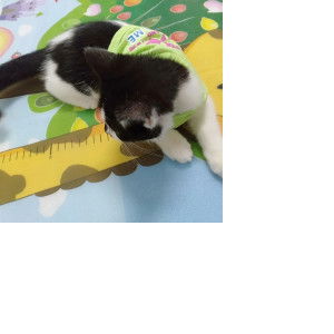 toñg toñg profile icon