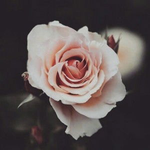 Dini Nurfarwati profile icon